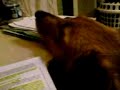 laika e i libri laika e i libri