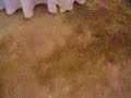 la vaca y el pollito jajaja