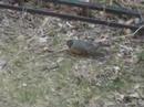 Birds Feeding #4 American Robin