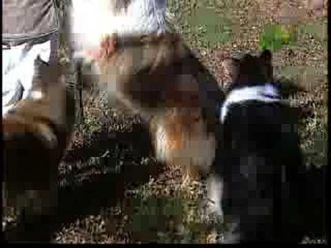 collie - Elegant, loyal and affectionate, the collie is the self-appointed guardian for small children.