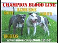 Pitbull 5 month protecting the Famaly Pitbull 5 month protecting the Famaly