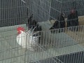 The Chicken\