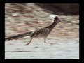 The Best 26 What Is A Roadrunner Bird