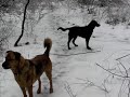 A Wak in the (Icy) Woods