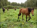 Коперник
