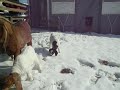 Goat kids in the snow