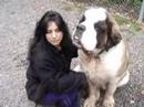saint bernard