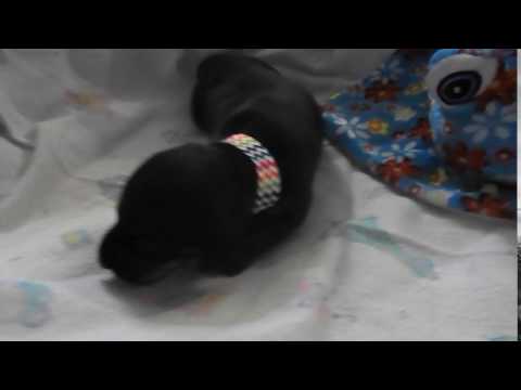 AKC mini dachshund puppy