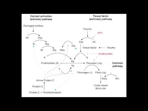 how to test for protein s'deficiency