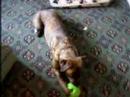 fudge playing with its green ball