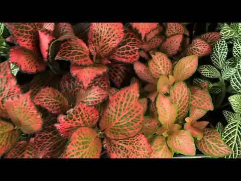 how to plant a fittonia