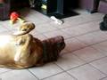 videos de Brownie & Caramel
