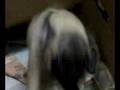 puggyhelen.mp4