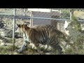 Young Pet Tigress Meets Wolf Pack