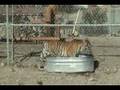 Young Pet Tigress Meets Wolf Pack