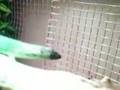 Tweaks Tail Update