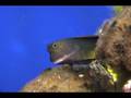 Redlip_Blenny-HI-389A-2007.07.02-2048KBs.mp4
