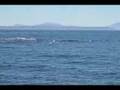 Killer Whale Watching off Vancouver