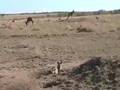 The Final Drive in Masai Mara