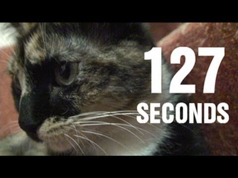 127 Secondes : Le remake de 127 Heures (avec un chat)