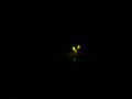 firefly firefly