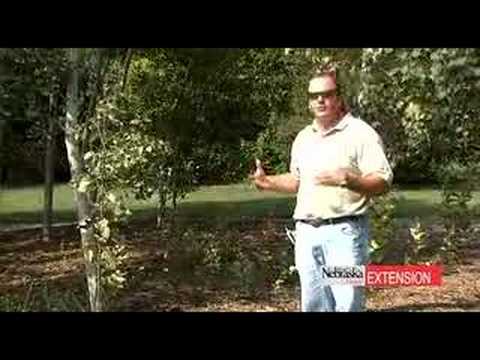 how to transplant aspen shoots