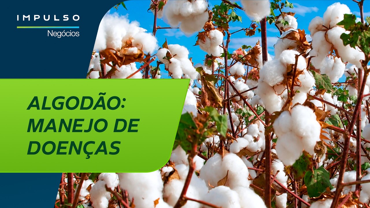 Manejo de doenças no algodão: o que realmente funciona | Impulso Negócios 195