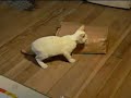 Cat bag