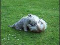 Dandie Dinmont-terriër