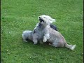 Dandie Dinmont Terrier puppies aged about 12 weeks old having great fun playing with their mother in the garden.  Note how she is teaching them basic Terrier skills and whilst being fairly rough is at the same time very gentle and does not hurt then in any way.  Terrier puppies just love this type of rough and tumble and it is all part of their canine education.  It was a real pleasure to see the mother 
