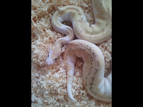 YouTube reptile video