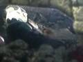 videos de My New Fish Wiggles