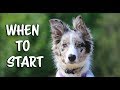 When to start training a dog- dog training clicker training
