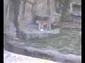 The big bad tiger
