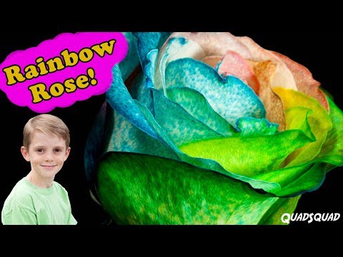 Rainbow Rose - Science Project to Color Flowers
