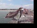 Pelican Chokes On Fish