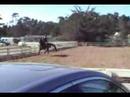 norcal equitation classic