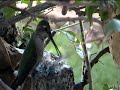 Hummingbirds Part 3 ~ Out My Kitchen Window