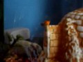 meus peixes no aquario pequeno 