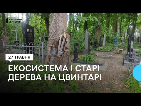 ​Более 40 деревьев планируют срезать на территории Польского кладбища в Житомире