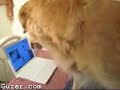 dog and cat on YouTube dog and cat on YouTube