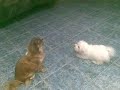 Toto, heapy