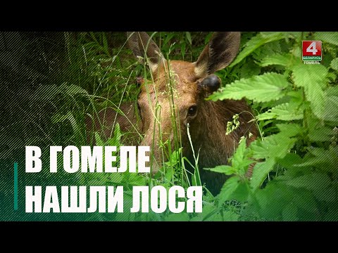 Жители Гомеля обнаружили по соседству неожиданного гостя видео