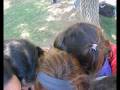 videos de para gabba :)