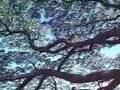 ハワイ・オアフ島モアナルア公園「この木なんの木」