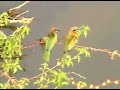 Bee Eaters Preening at Pete's Pond 10/22/2006