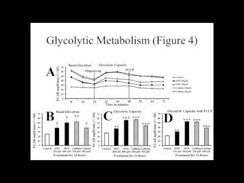 Video Abstract: “Caffeine and dinitrophenol increase metabolism and mitochondria in muscle cells”