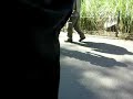Penguin Parade