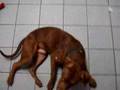 Pia - Young Adult Male Pit Bull Terrier For Adoption @ SHASH