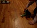 Doobee with his favorite toy on hardwood Doobee with his favorite toy on hardwood